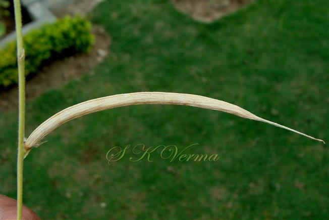  Legume